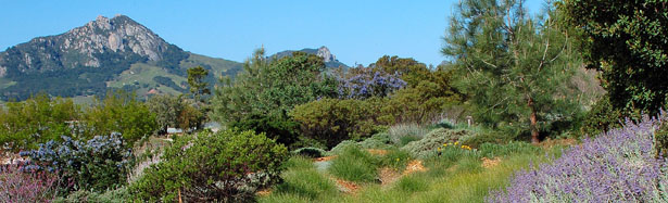 Californian Garden at Leaning Pine Arboretum with Bishop Peak in the distance. Photo by Tom Eltzroth, Emeritus, Horticulture & Crop Science